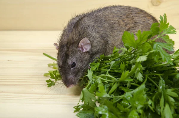 Rat Mange Persil Sur Une Table Bois — Photo