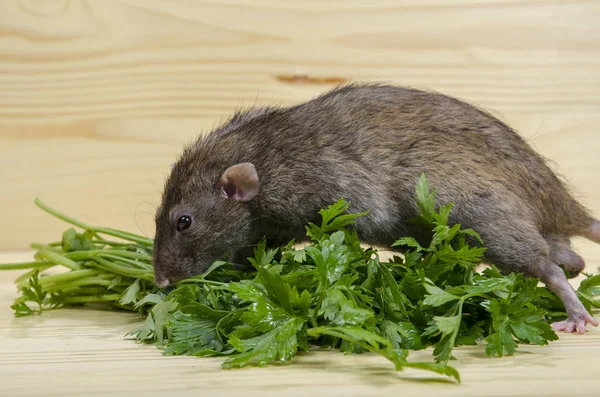 Rat Eats Parsley Wooden Table — Stock Photo, Image