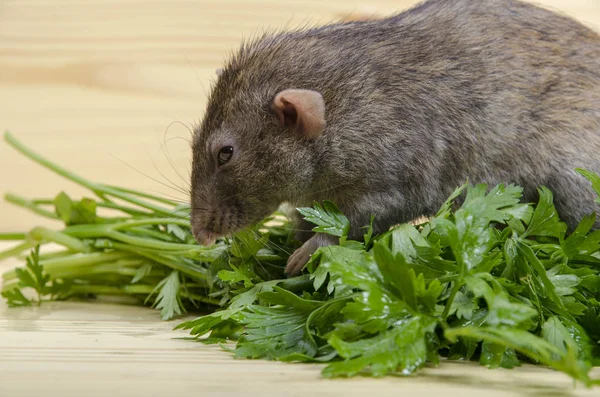 Rat Eats Parsley Wooden Table — Stock Photo, Image