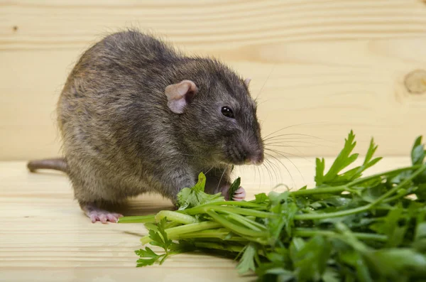 Rat Eats Parsley Wooden Table — Stock Photo, Image