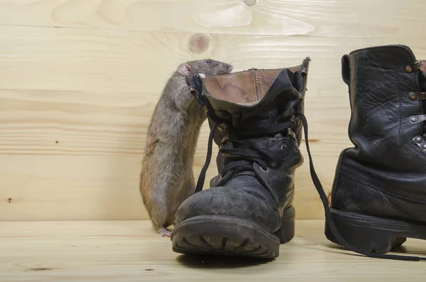 Rat Old Military Boots Wooden Table — Stock Photo, Image