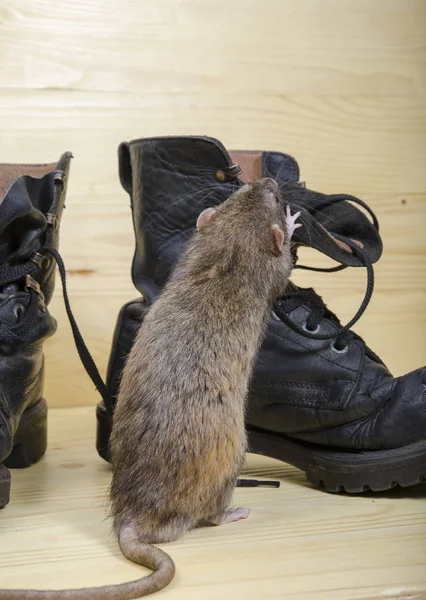 Rata Viejas Botas Militares Sobre Una Mesa Madera —  Fotos de Stock