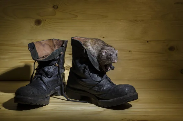 Rat Old Military Boots Wooden Table — Stock Photo, Image