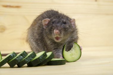 Fare bir salatalık ahşap bir masaya yiyor..