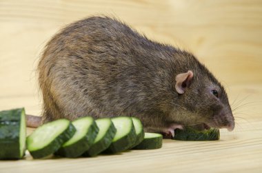Fare bir salatalık ahşap bir masaya yiyor..