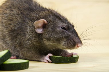 Bir salatalık fare yiyor.