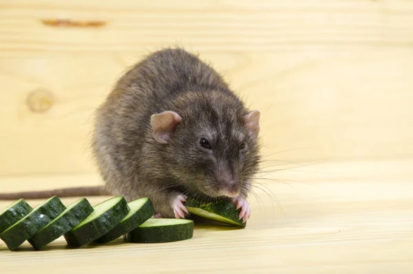 Rat Mange Concombre Sur Une Table Bois — Photo