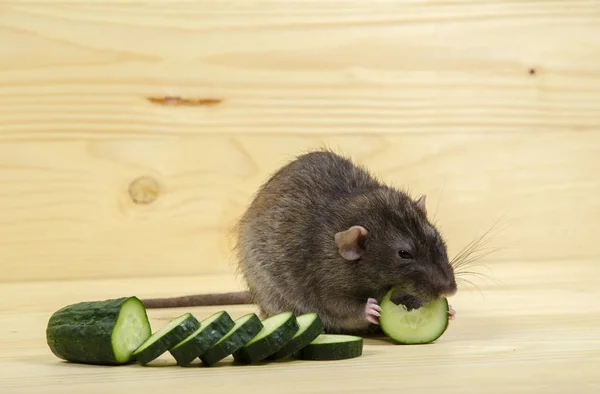 Råttan Äter Gurka Ett Träbord — Stockfoto