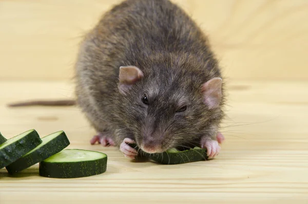 Rat eats a cucumber. — Stock Photo, Image