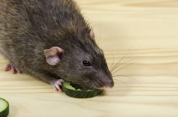 Крыса ест огурец. . — стоковое фото