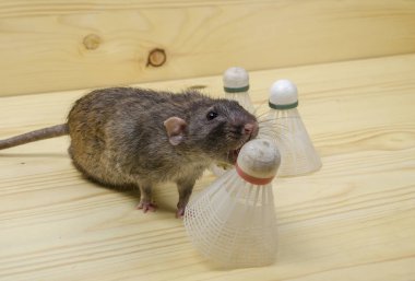 Sıçan ve badminton ahşap bir masa üzerinde için eski shuttlecocks.