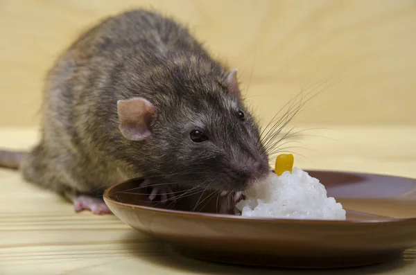 Rat Eats Rice Porridge Corn Saucer Wooden Table — Stock Photo, Image