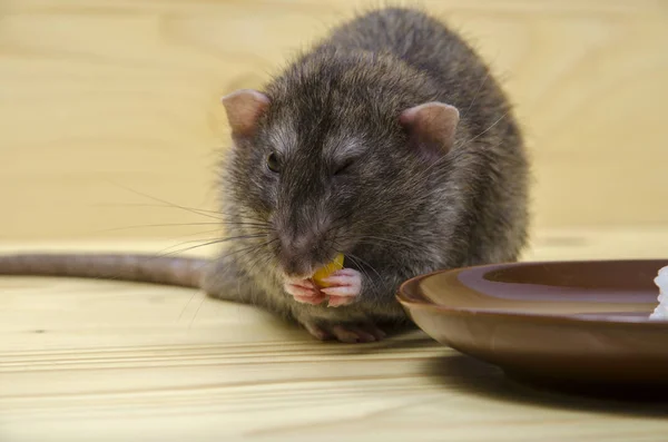 Ratto Mangia Porridge Riso Con Grano Piattino Tavolo Legno — Foto Stock