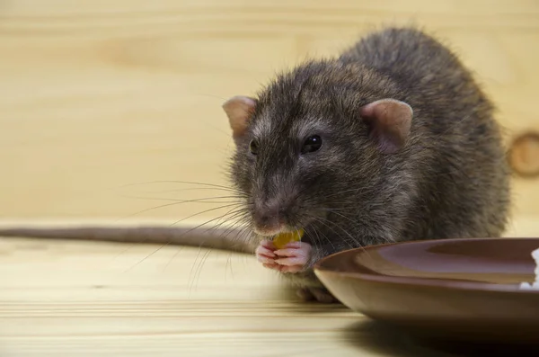 Rat Mange Bouillie Riz Avec Maïs Une Soucoupe Sur Une — Photo