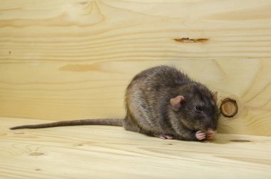 Bir sıçan bir ekmek rusk ahşap bir masaya yiyor..