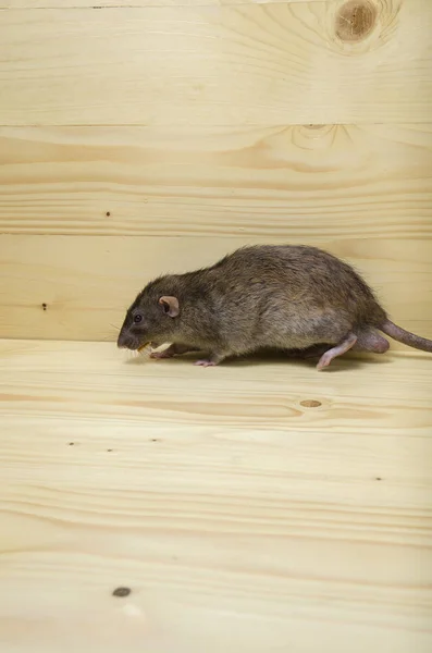 Rat Eats Bread Rusk Wooden Table — Stock Photo, Image