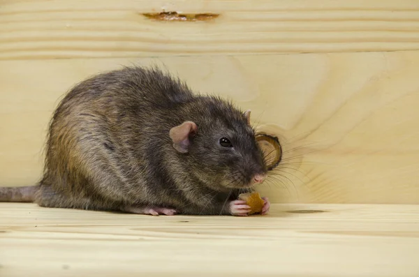 Rat Eats Bread Rusk Wooden Table — Stock Photo, Image