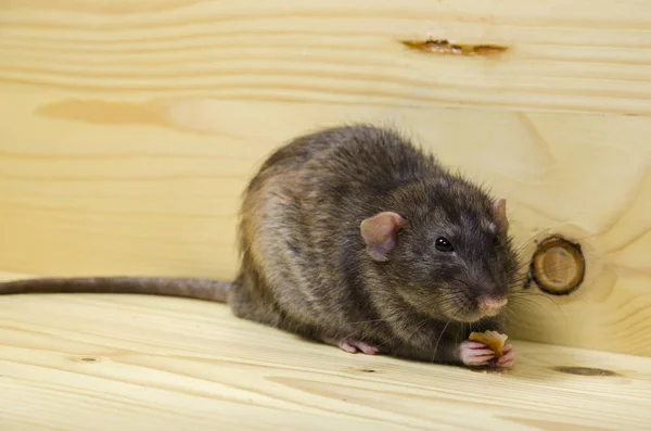 Rat Eats Bread Rusk Wooden Table — Stock Photo, Image