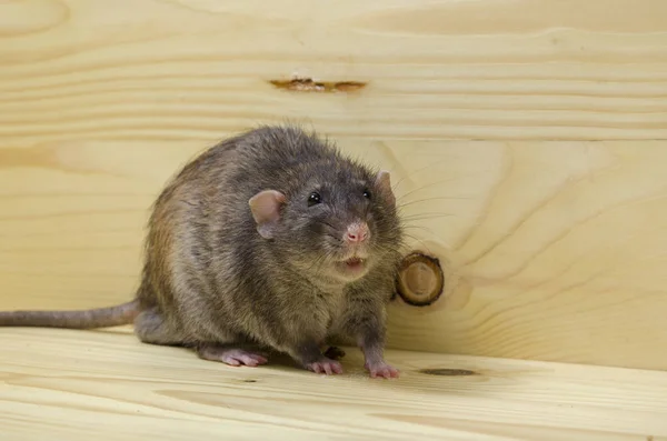 Eine Ratte Frisst Einen Zwieback Auf Einem Holztisch — Stockfoto