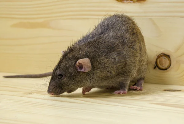 Rat eats a bread rusk. — Stock Photo, Image