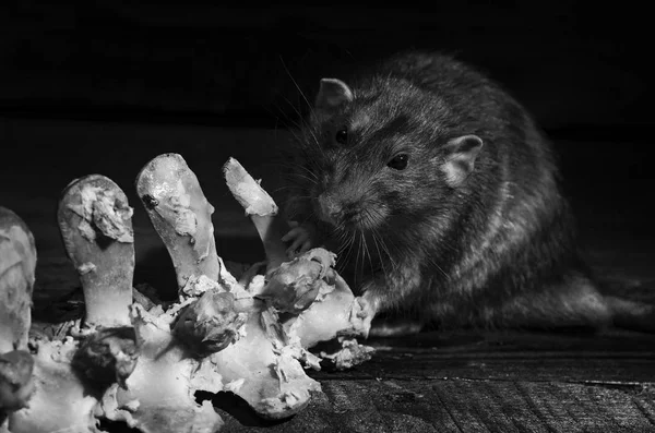 Bir Sıçan Kemik Siyah Beyaz Gnaws — Stok fotoğraf