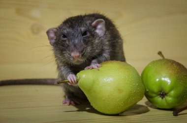 Sıçan ve armut ahşap bir masa üzerinde.