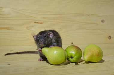 Sıçan ve armut ahşap bir masa üzerinde.