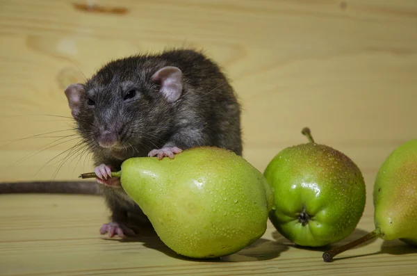 Rat Poires Sur Une Table Bois — Photo