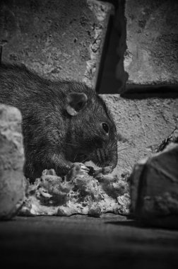 Bir sıçan kemik tuğla harabeye siyah beyaz et kemiren.