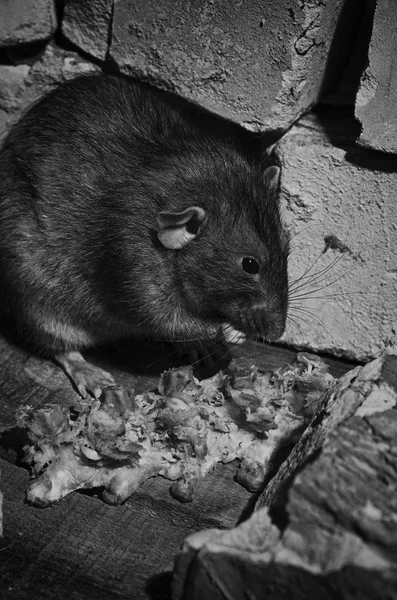 Een Rat Gnaws Vlees Van Botten Baksteen Ruïnes Zwart Wit — Stockfoto