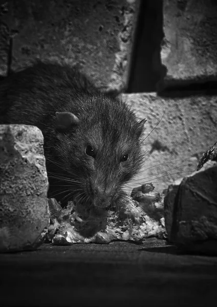Een Rat Gnaws Vlees Van Botten Baksteen Ruïnes Zwart Wit — Stockfoto