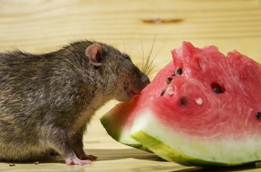 Fare bir Karpuz tohumları ile ahşap bir masaya yiyor..