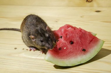 Fare bir Karpuz tohumları ile ahşap bir masaya yiyor..