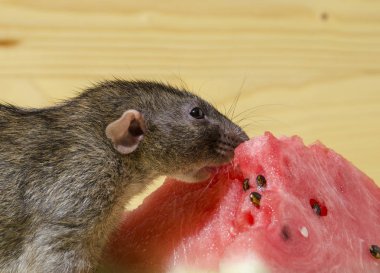 Fare bir Karpuz tohumları ile ahşap bir masaya yiyor..