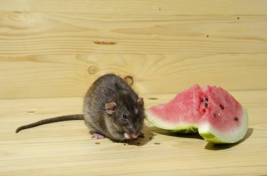 Fare bir Karpuz tohumları ile ahşap bir masaya yiyor..