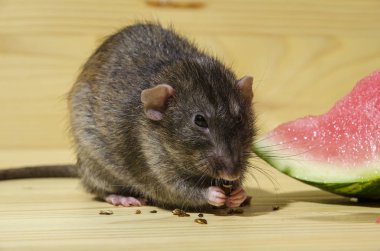 Fare bir Karpuz tohumları ile ahşap bir masaya yiyor..