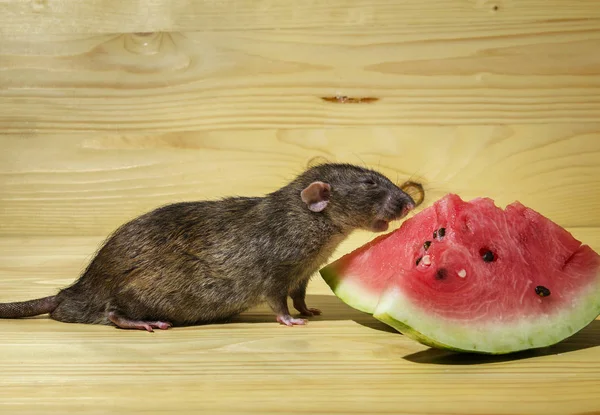 Ratte Frisst Wassermelone Mit Samen Auf Holztisch — Stockfoto
