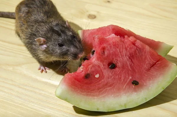 Rat Mange Une Pastèque Avec Des Graines Sur Une Table — Photo