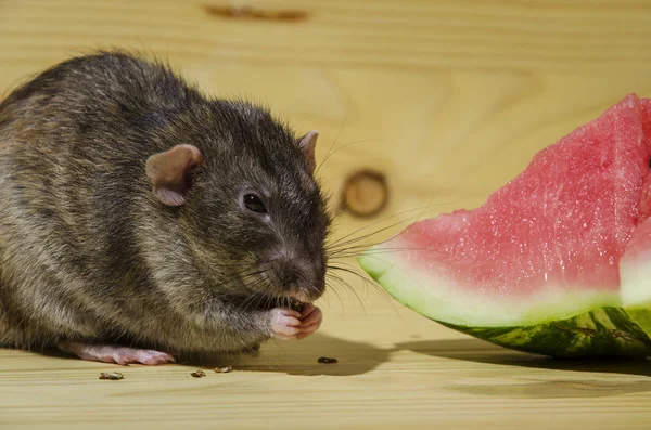 Fare bir Karpuz tohumları ile ahşap bir masaya yiyor..