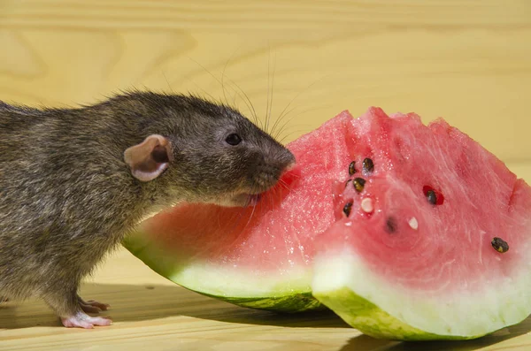 Fare bir Karpuz tohumları ile ahşap bir masaya yiyor..