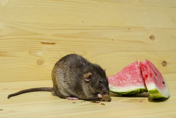 Rata Come Una Sandía Con Semillas Una Mesa Madera — Foto de Stock