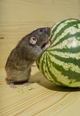 Fare bir karpuz yiyor.