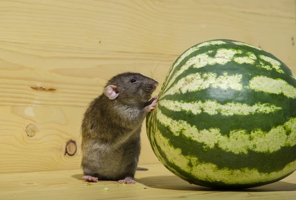 Rat Eats Big Watermelon Wooden Table — Stock Photo, Image