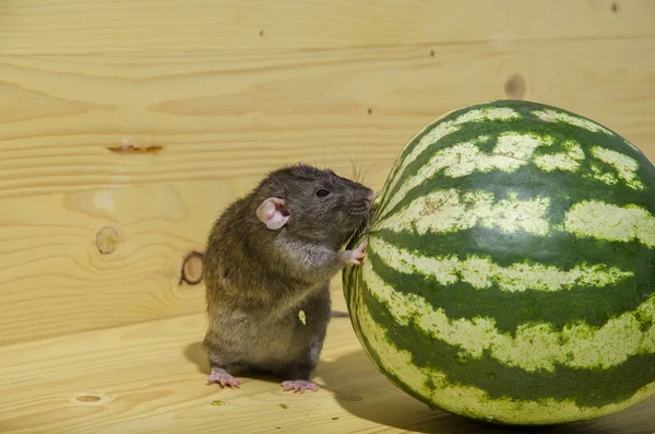 Rat Mange Une Grosse Pastèque Sur Une Table Bois — Photo