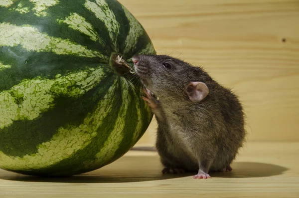 Ratte Frisst Große Wassermelone Auf Holztisch — Stockfoto