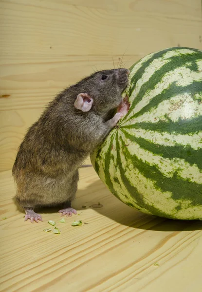 Fare bir karpuz yiyor.