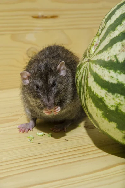 Rat eats a watermelon. — Stock Photo, Image