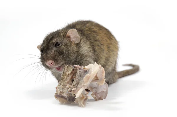 Rat Gnaws Meat Bones White Background — Stock Photo, Image
