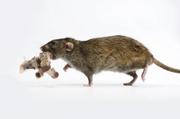 Een Rat Gnaws Vlees Van Botten Een Witte Achtergrond — Stockfoto