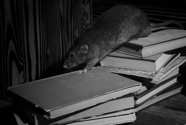 Декоративная Крыса Старыми Книгами Библиотеке Черно Белом — стоковое фото